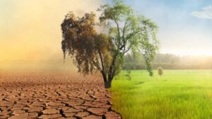 Environmental Impact